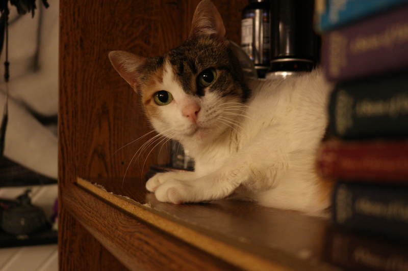 Bella’s not so fazed by the vacuum.